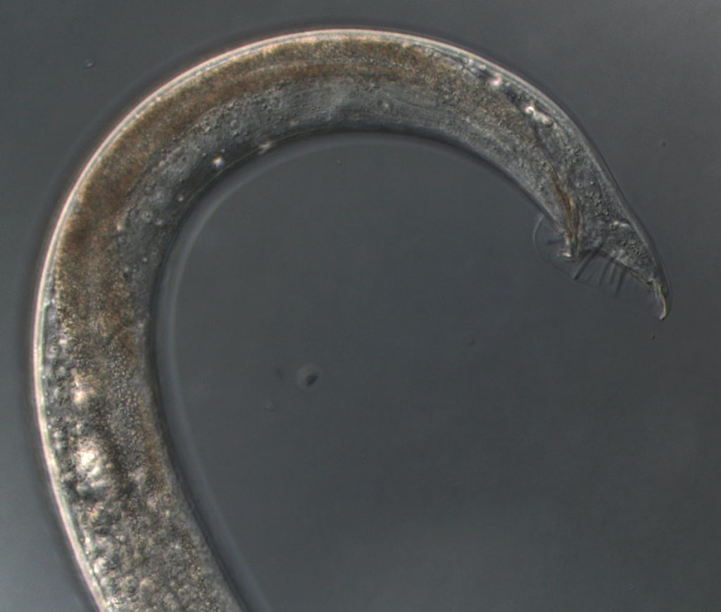 wormscanevol