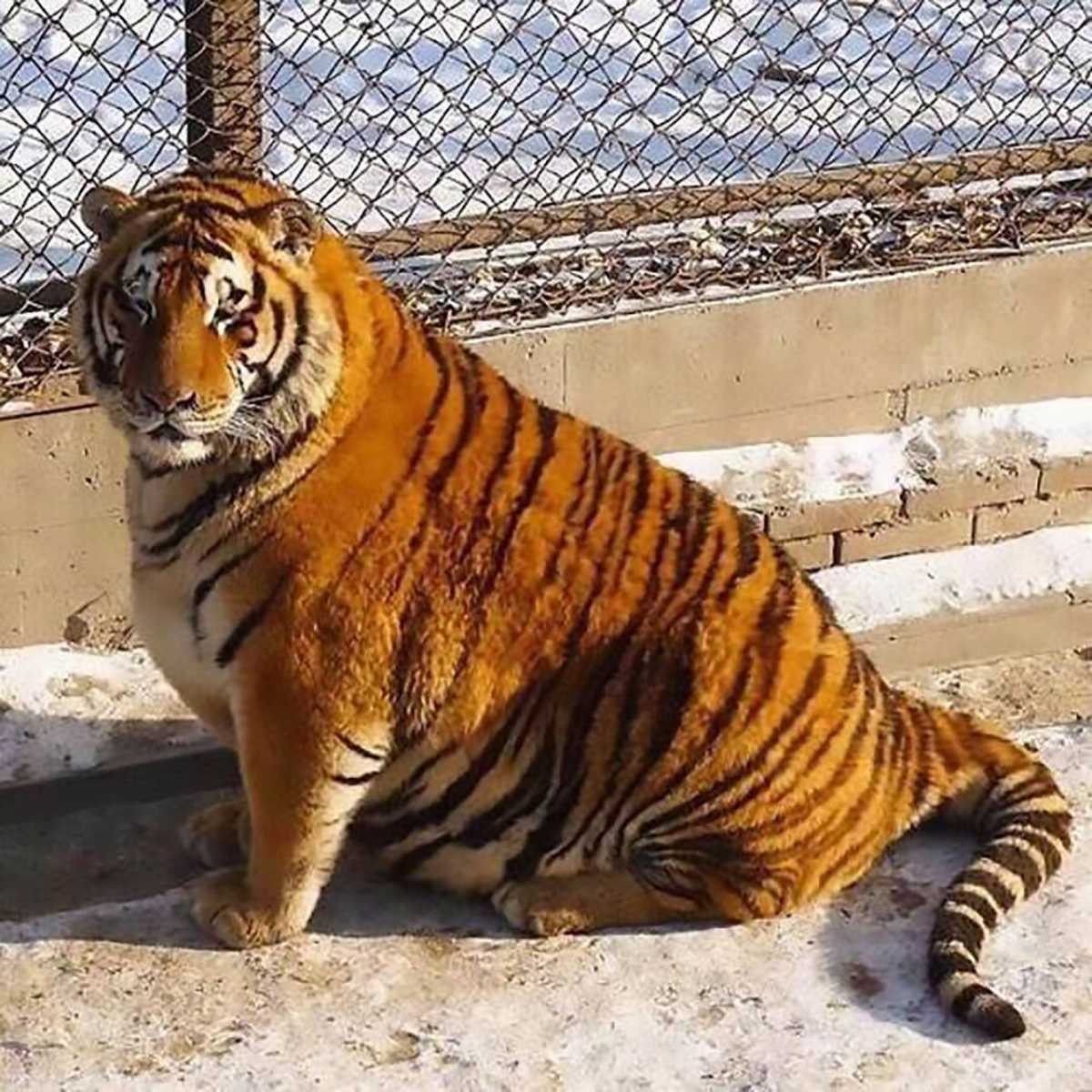 Китайцы закормили амурских тигров