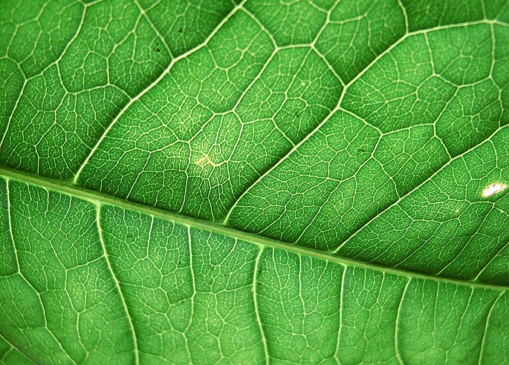 1200px-blatt-wiki