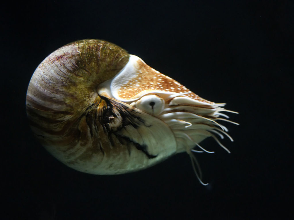 1280px-nautilus_pompilius_3