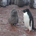 В Антарктиде нашли миллионы потерянных одиноких пингвинов