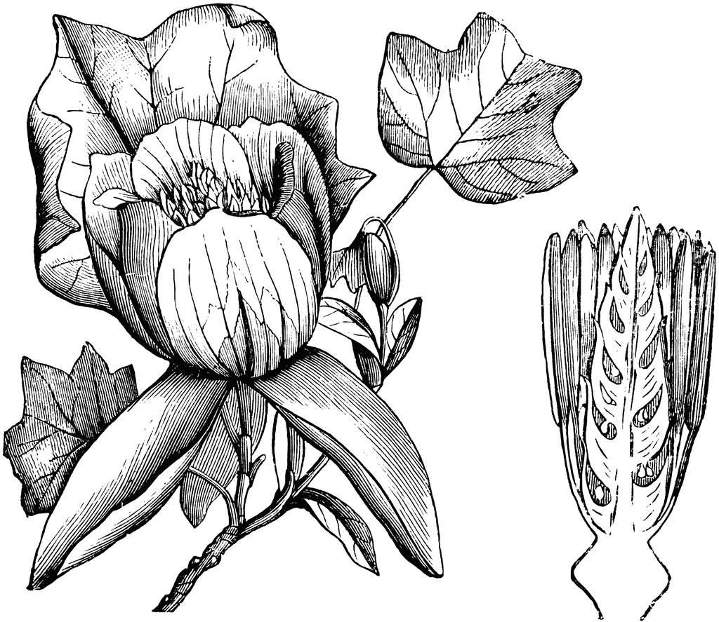 82480_tulip_tree_lg