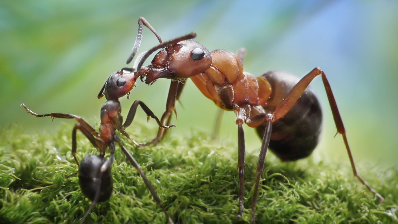 Муравей слушать. Трофалаксиси муравьев. Муравей солдат. Интересное о муравьях.