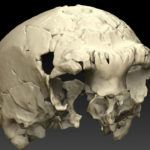 В Португалии нашли древнейший череп европейца