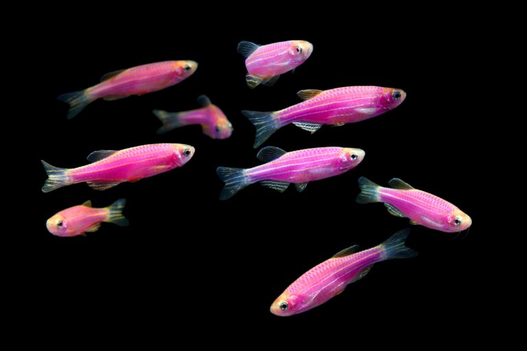 glofish-danio-rerio-purple-danio-information-wiki-glofish-danio-for-sale-and-where-to-buy-aquatic-mag-1