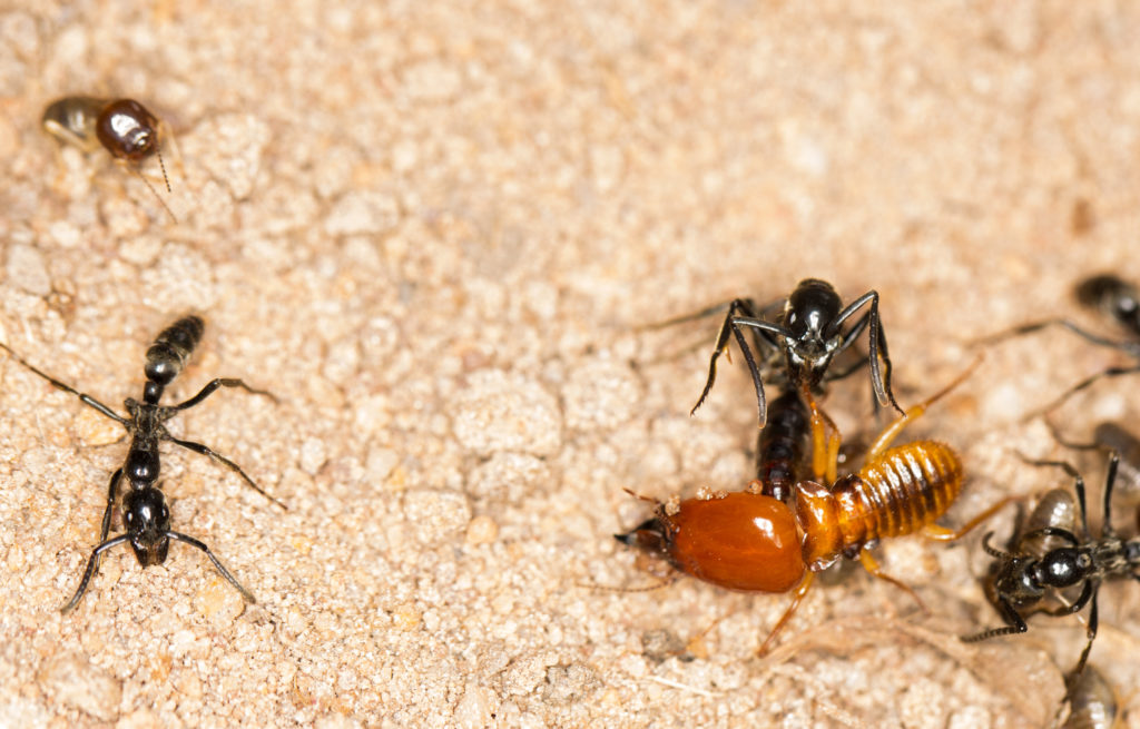 megaponera_analis_major_killing_macrotermes_soldier