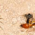 Термиты научились обходить муравьев на цыпочках