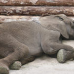Слоны оказались рекордсменами по краткости сна среди млекопитающих