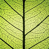 molecular-leaf-0