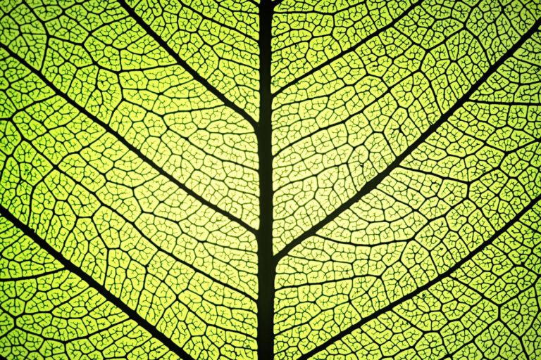 molecular-leaf-0