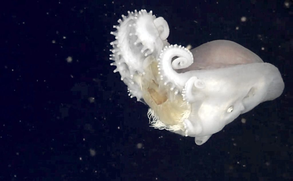 octopus