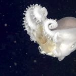 Ученые: осьминоги используют жалящих медуз в качестве оружия