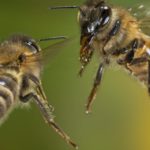 У пчел нашли универсальные иммунные гены