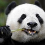 Ученые объяснили черно-белую окраску панд