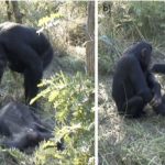 Ученые увидели, как самка шимпанзе стала ухаживать за мертвым сородичем