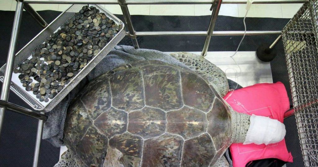 thailand-animal-turtle-coins