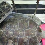 Умерла знаменитая черепаха, проглотившая более 900 монет