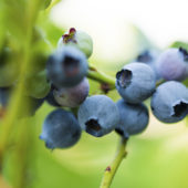 top-hat-blueberry-bush