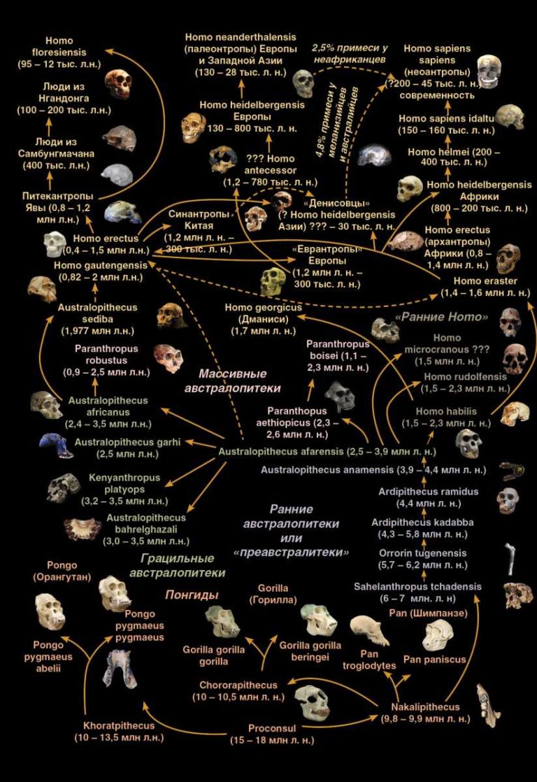 Древо эволюции человека схема