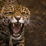 Капибара чудом спаслась за мгновение до нападения ягуара, – видео