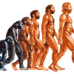 Распространенные заблуждения об эволюции