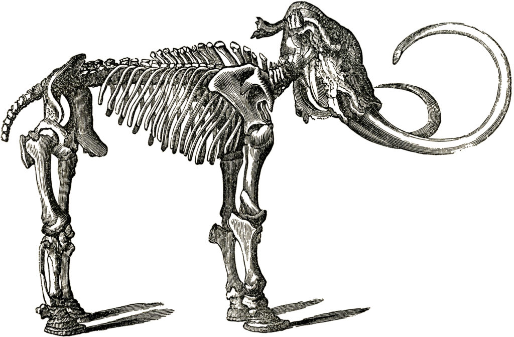 78fc2a7d6178cf4341f2e2a8c7aa54b9_free-dinosaur-bones-clip-art-mammoth-bones-clipart_1800-1182