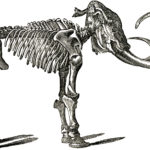 Остеопороз породнил мамонтов с человеком