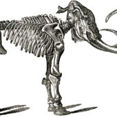 78fc2a7d6178cf4341f2e2a8c7aa54b9_free-dinosaur-bones-clip-art-mammoth-bones-clipart_1800-1182