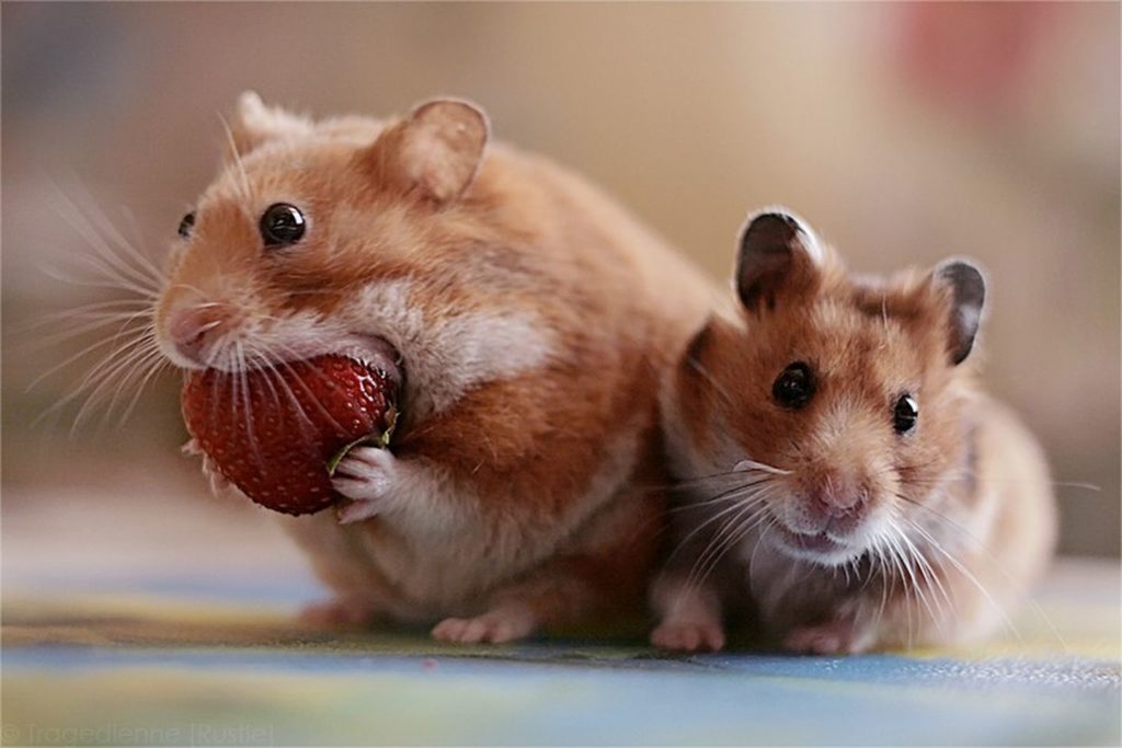 appetit