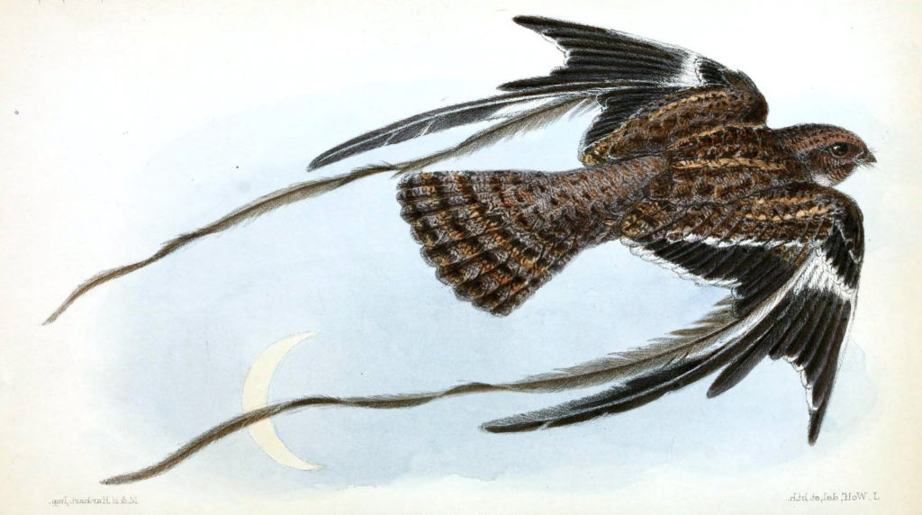 cosmetornisvexillariuswolf