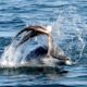 Дельфины нашли необычную тактику для победы над осьминогами