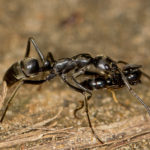 У муравьев нашли кодекс военного братства