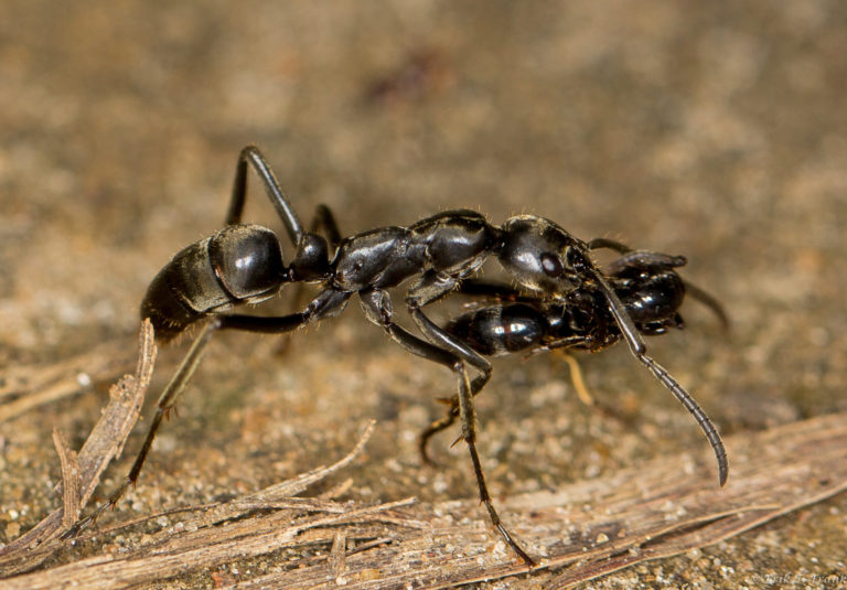 f-ants-a-20170414