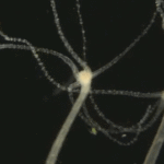 Биологи «расшифровали» нервную систему гидр