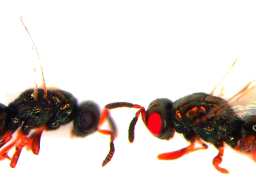gm-wasp