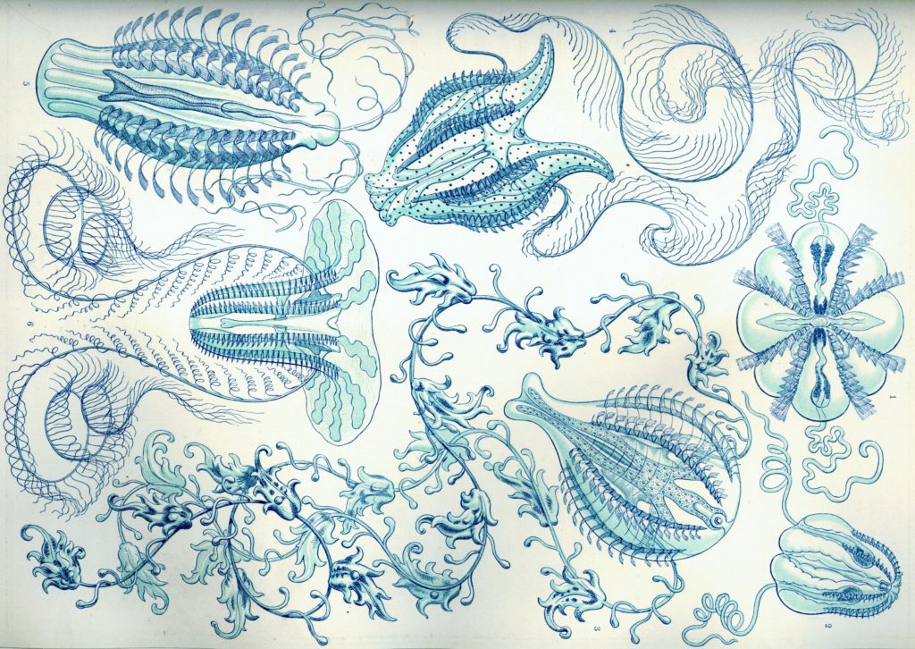 haeckel_ctenophorae