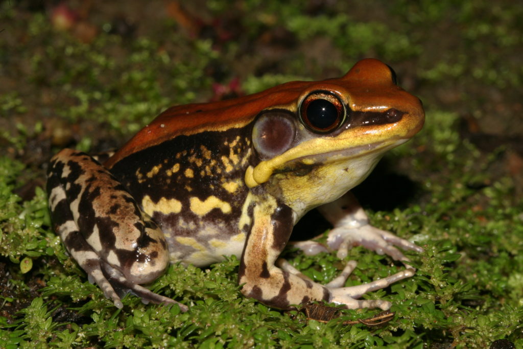 hylarana_malabarica_kozhikkod