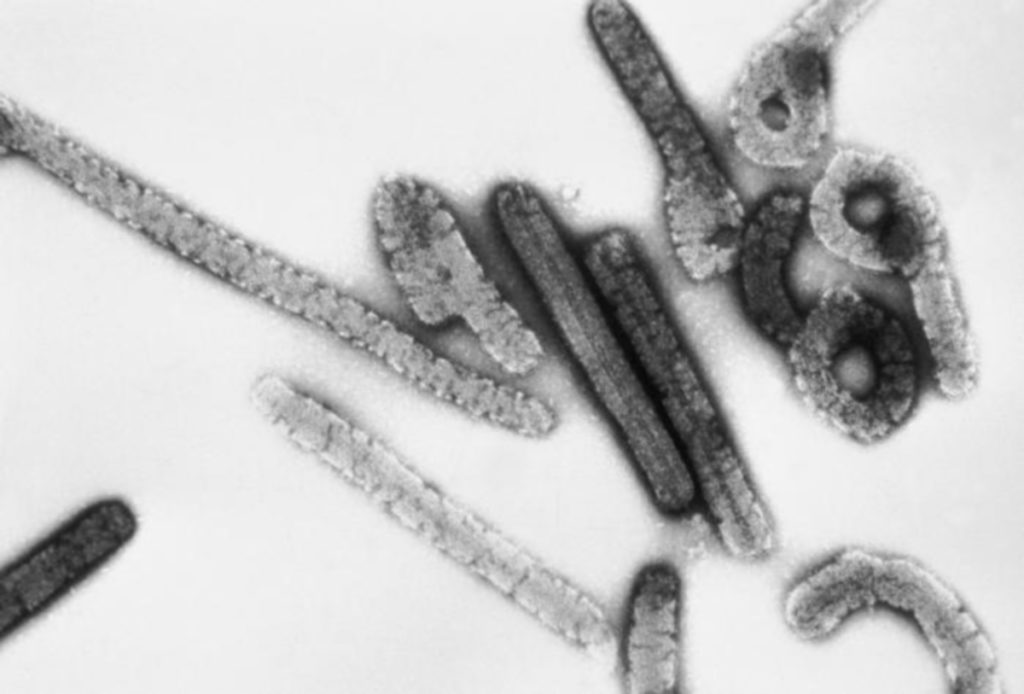 marburg-virus