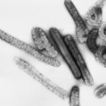 Человеческие антитела избавили макак от лихорадки Марбург
