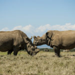 Онлайн-знакомства спасут вымирающих носорогов