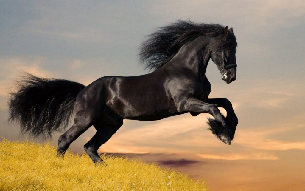 power-machine-mongolian-horse-wallpaper