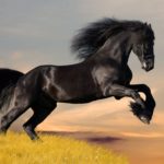 Адаптивное одомашнивание лошадей в Монголии поставили под сомнение