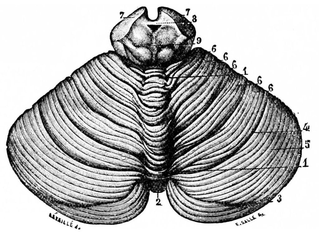 psm_v26_d760_upper_surface_of_the_cerebellum