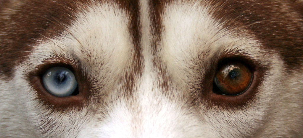 siberian_husky_heterchromia_edit