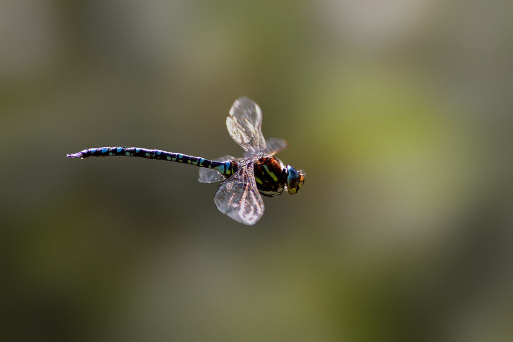 siv_mosaik_400mm_lens_blur_by_zep67-d62w7jn