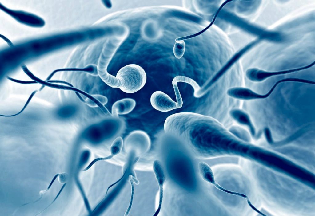 sperm0