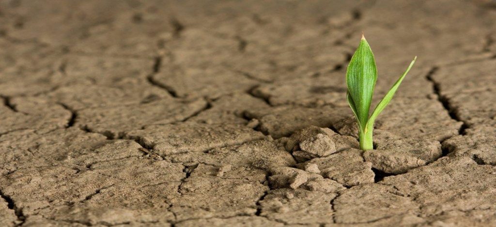 sprout-in-dry-soil