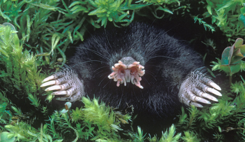 star-nosed-mole-07
