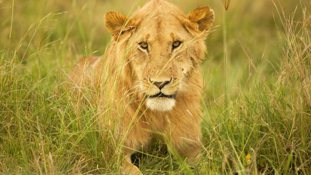 tsavo-21323148-1481548231-imagegallerylightboxlarge