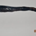 Биологи впервые изучили живого хемоавтотрофного червя